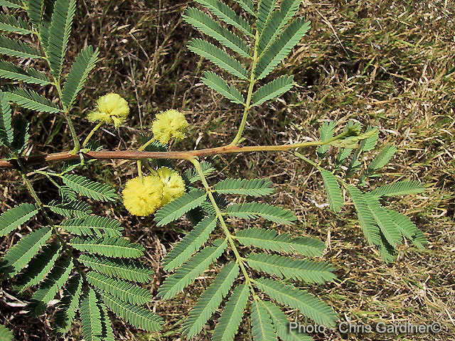 Acacia nilotica